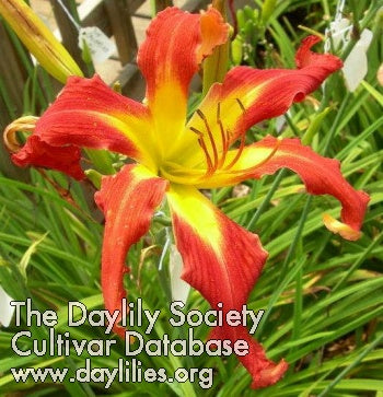Image for Daylily Appleberry Mountain