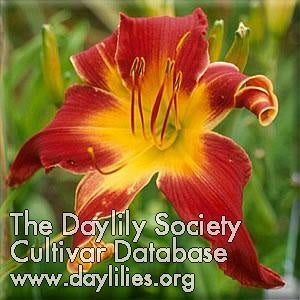 Image for Daylily Reeds Sixty-fifth