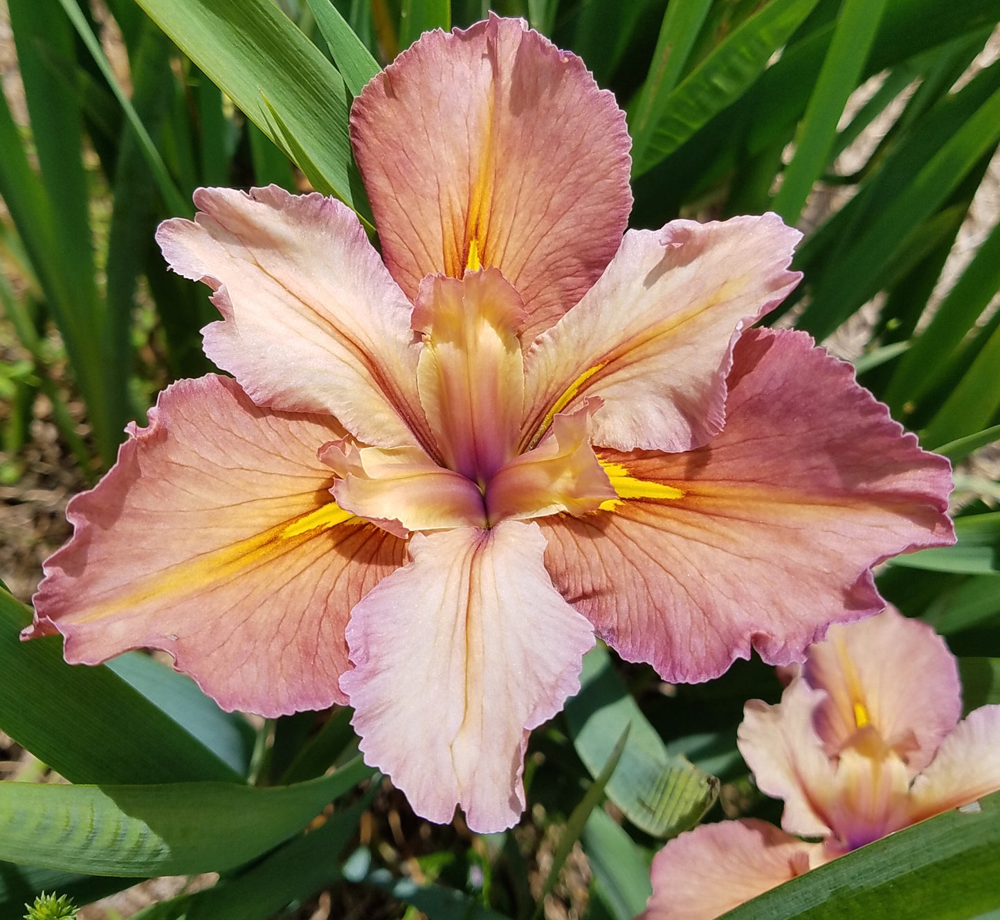 Image of a fresh bloom of Louisiana Iris Wild Breeze. Image credit: Brian Shamblin