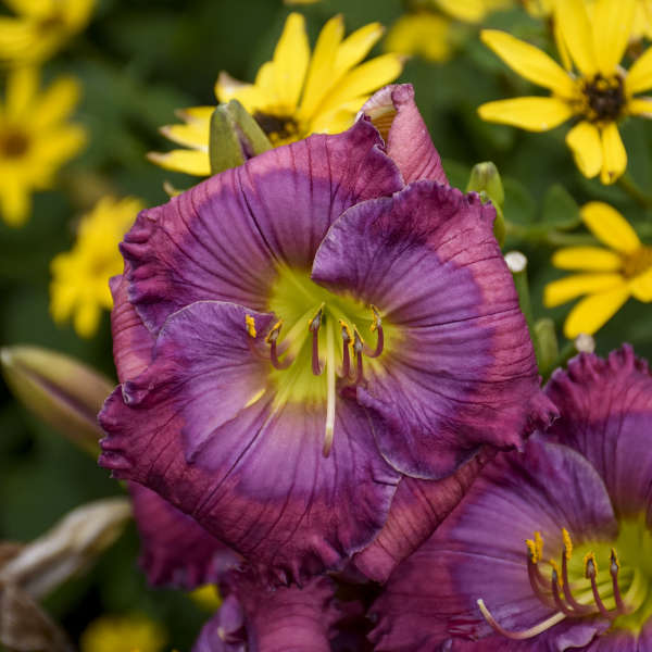Image of a single bloom of Daylily Little Grapette. Image credit: Walters Gardens, Inc.