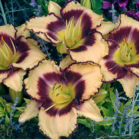 Image of a group of blooms of Daylily Inwood. Image credit: Walters Gardens, Inc.