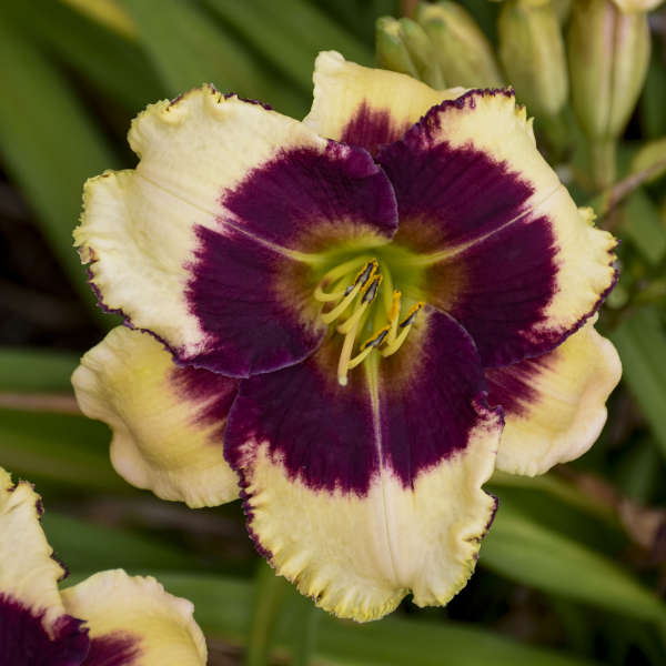 Image of a single bloom of Daylily Blackthorne. Image credit: Walters Gardens, Inc.