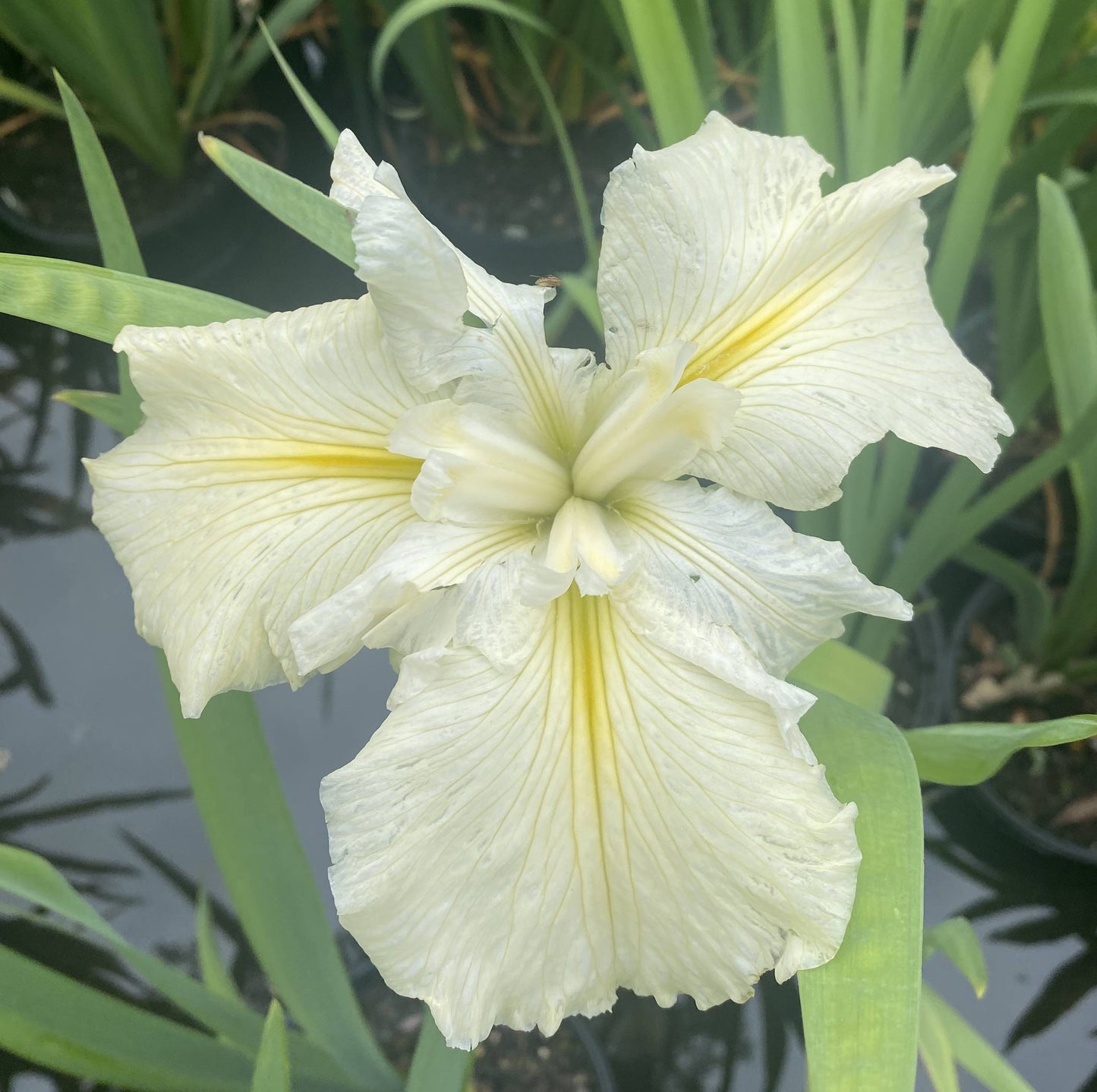Louisiana Iris Cajun White Lightning