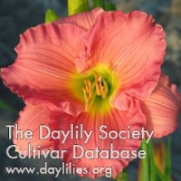 Image for Daylily Woodside Romance