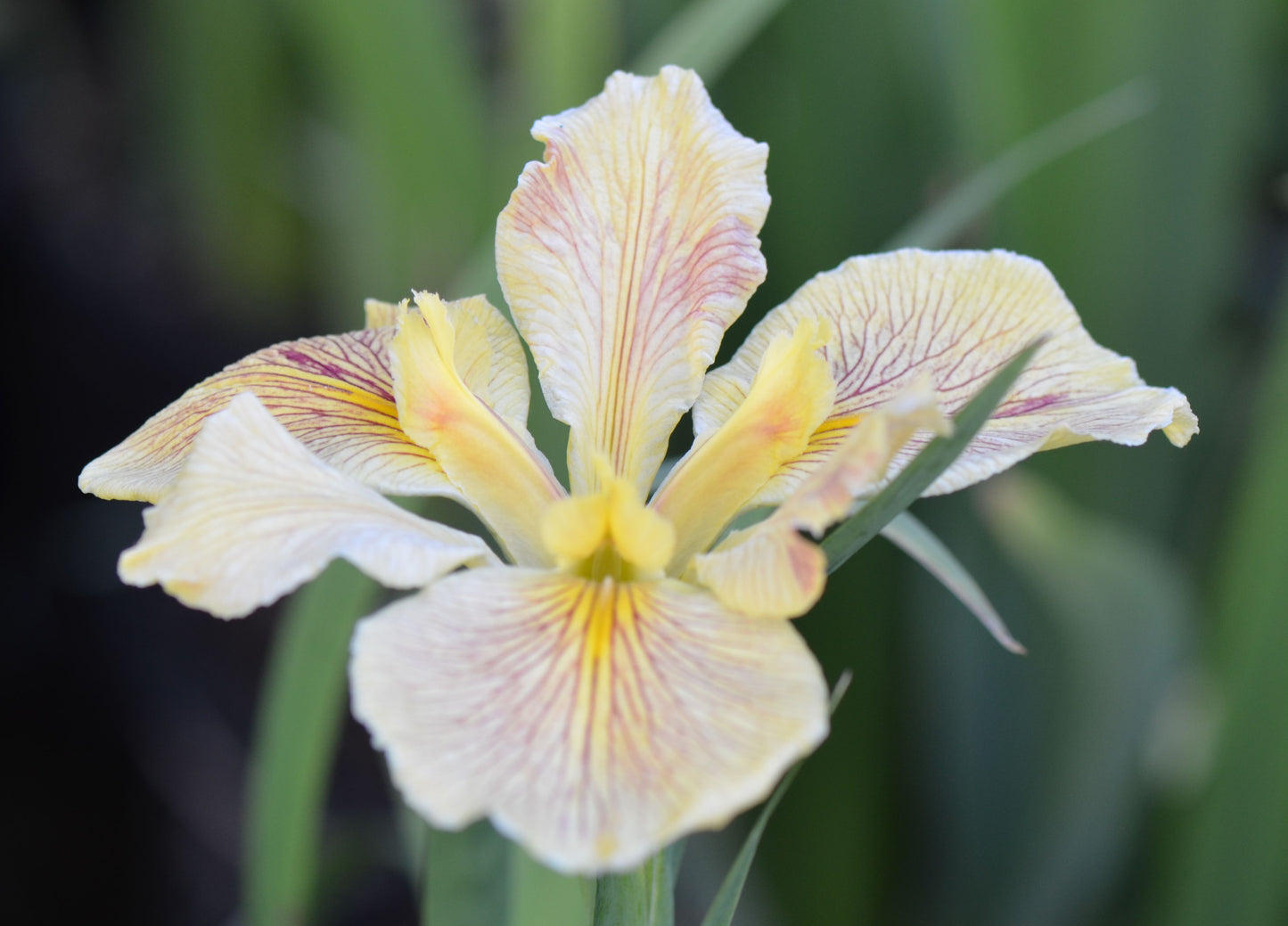 Image of a single bloom of Louisiana Iris Annette Brown.