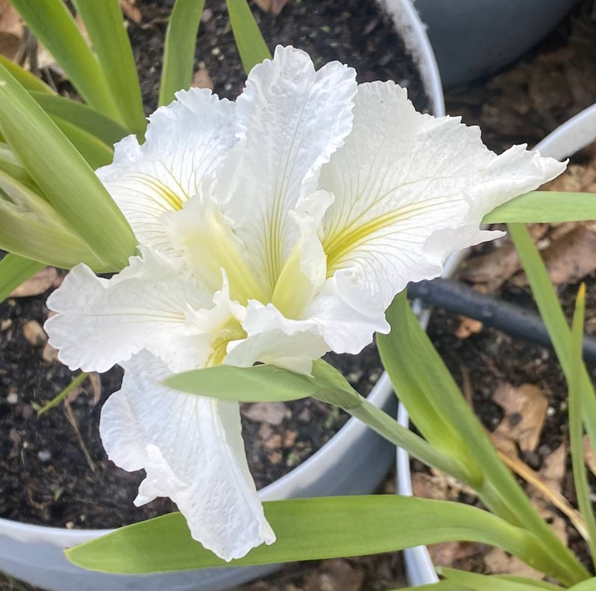 Image of a single bloom of Louisiana Iris Acadian Wedding.