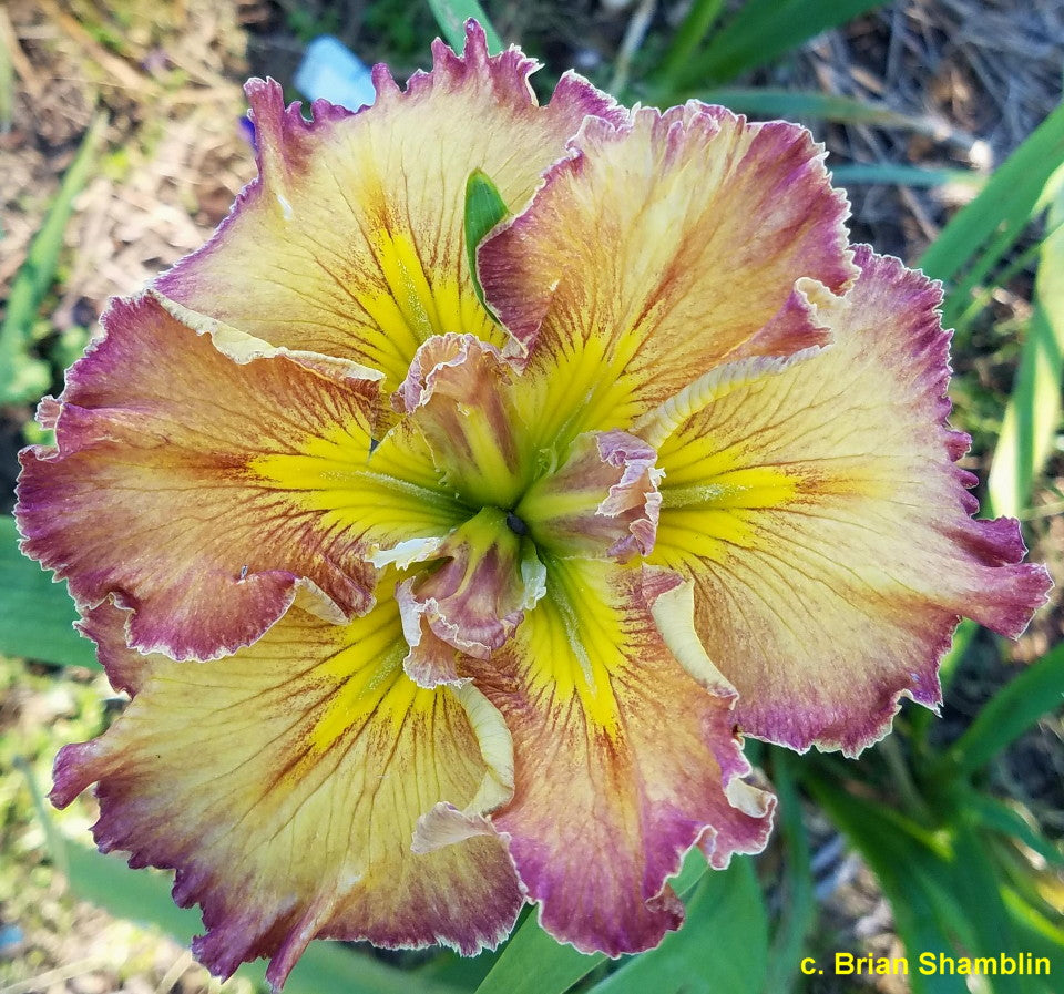 Image of a single bloom of Louisiana Iris Raspberry Rouge.