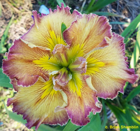 Image of a single bloom of Louisiana Iris Raspberry Rouge.