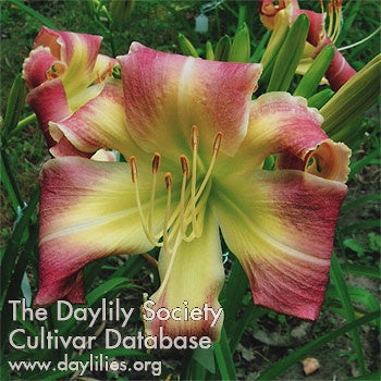 Image for Daylily Divine Design