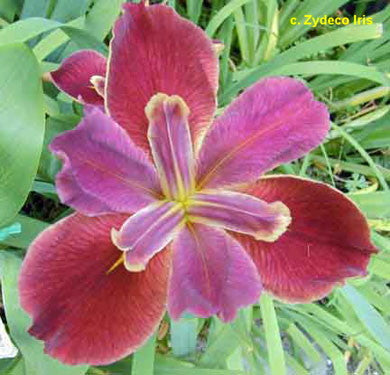 Placeholder image for Louisiana Iris Andouille