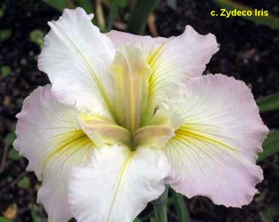 Placeholder image for Louisiana Iris Birthday Suit