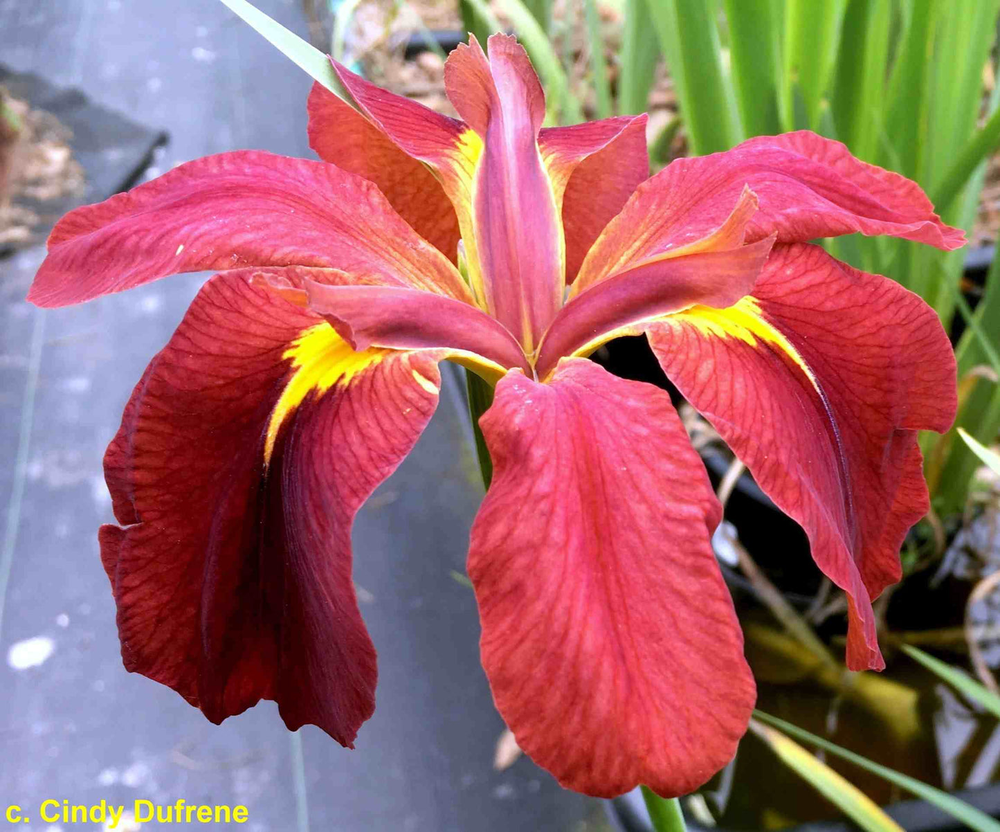 Placeholder image for Louisiana Iris Boiled Crawfish