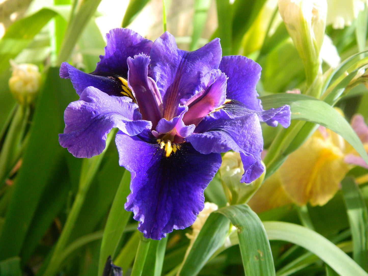 Placeholder image for Louisiana Iris Deja Voodoo