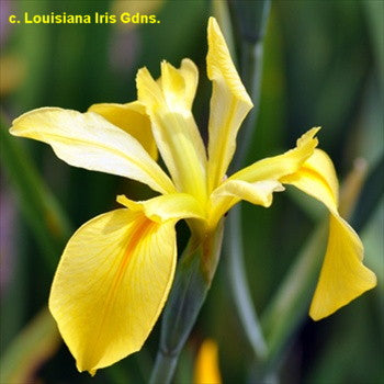 Placeholder image for Louisiana Iris Dixie Deb