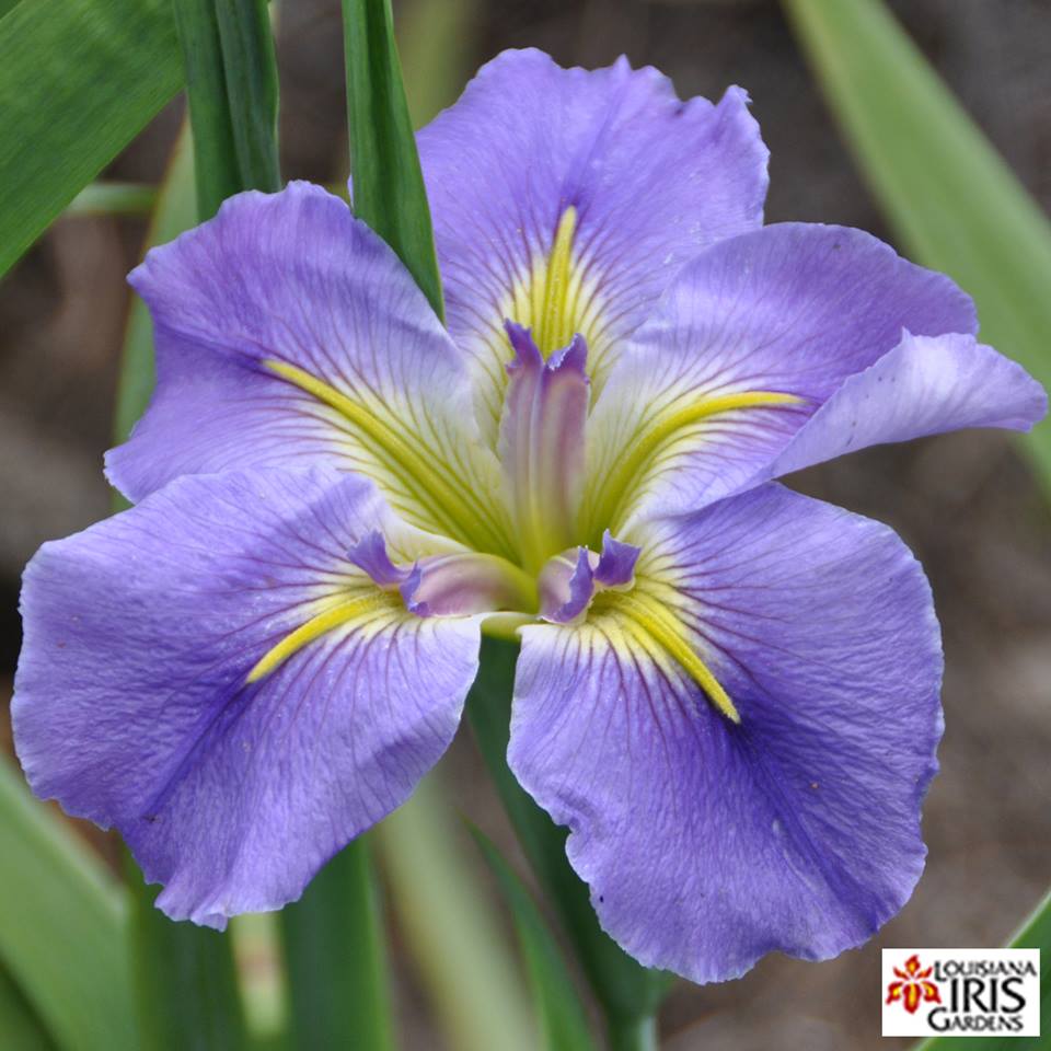 Placeholder image for Louisiana Iris Geisha Eyes