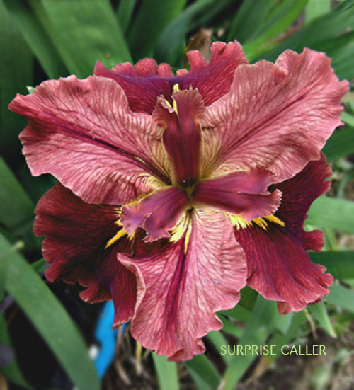 Placeholder image for Louisiana Iris Surprise Caller