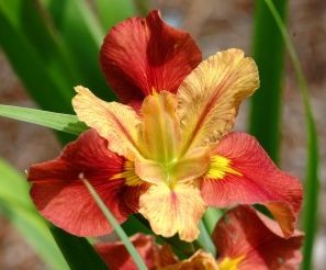 Image of Louisiana Iris Window Shopping