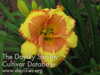 Image for Daylily Summer Saga
