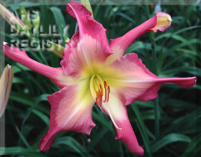 Image for Daylily White Eyes Pink Dragon