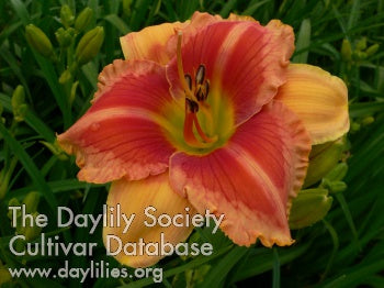 Image for Daylily Birthday Wishes