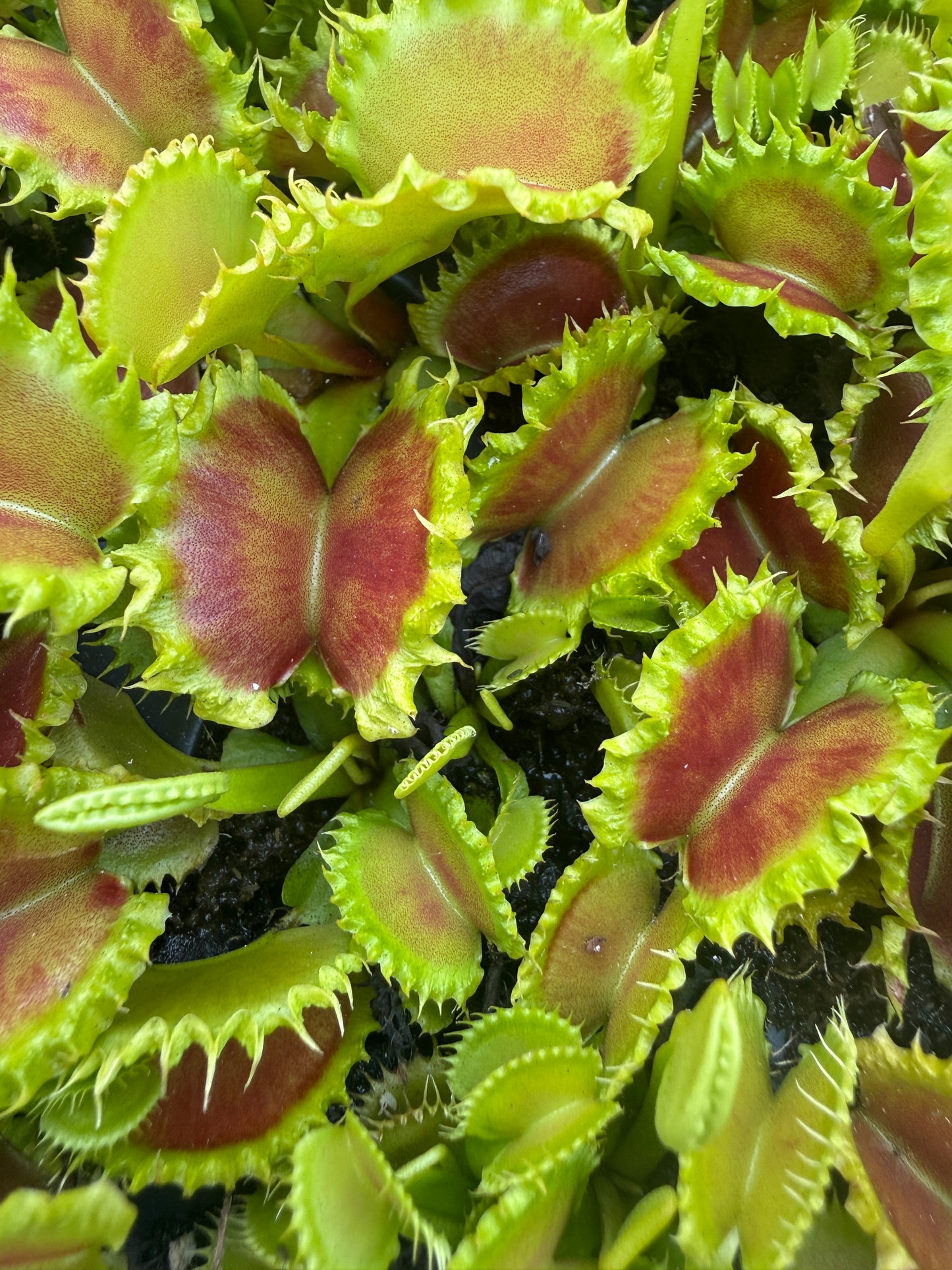 Dionaea ‘Chinese Dumpling’ – A Weirdly Wonderful Venus Flytrap