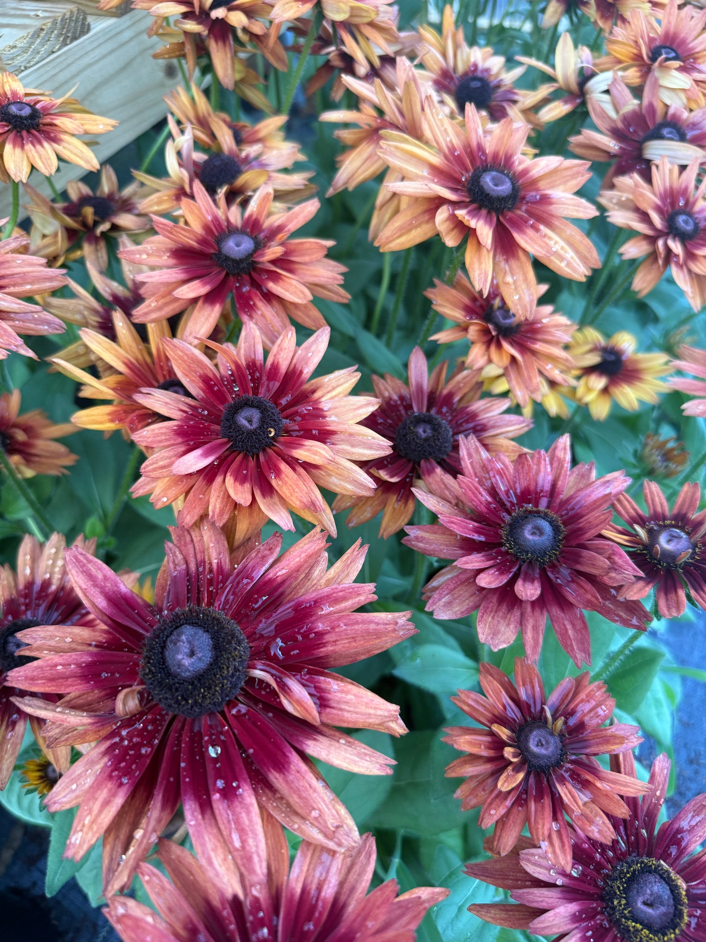 Rudbeckia ‘Sunbeckia Graffiti Scarlet’ – Rich Color for Summer and Fall