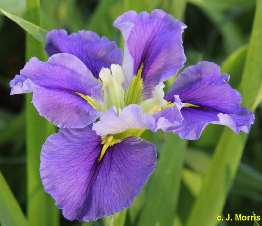 Placeholder image for Louisiana Iris Ginny's Choice