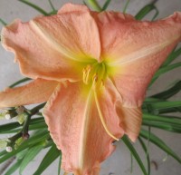 Image for Daylily Platinum Palette Raspberry Tonic