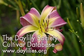 Image for Daylily Her Late Bloomers