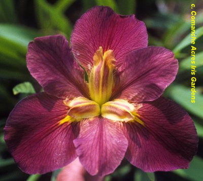 Placeholder image for Louisiana Iris Bayou Dawn