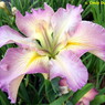 Placeholder image for Iris Pearl River Princess