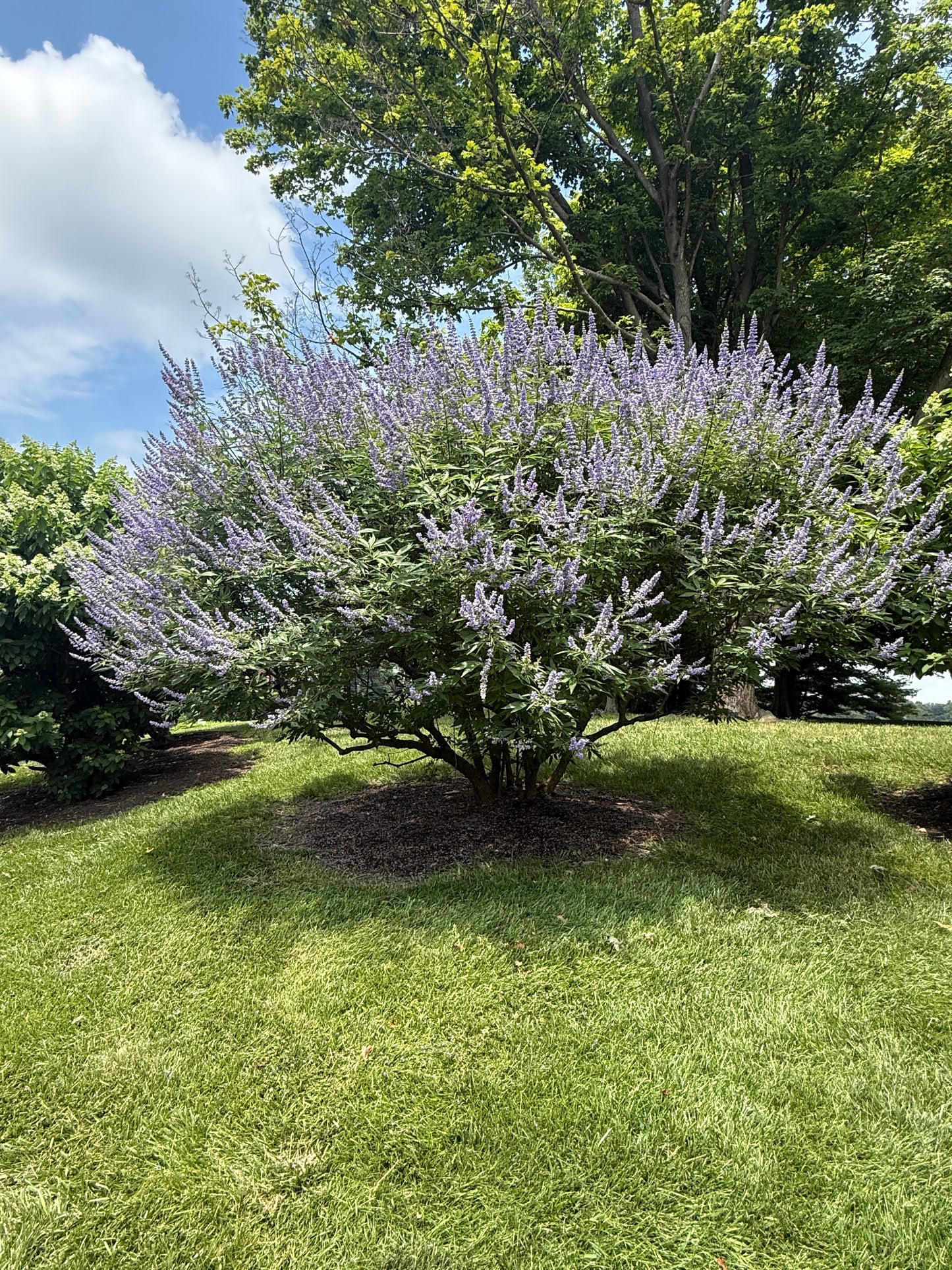 Vitex ‘Shoal Creek’ – Summer Color with Easy-Care Southern Charm