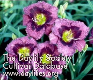 Image for Daylily Kansas Kitten