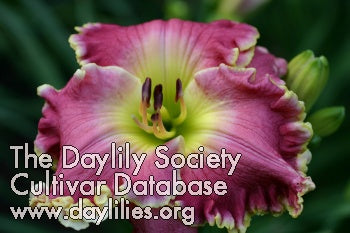 Image for Daylily Just a Closer Walk