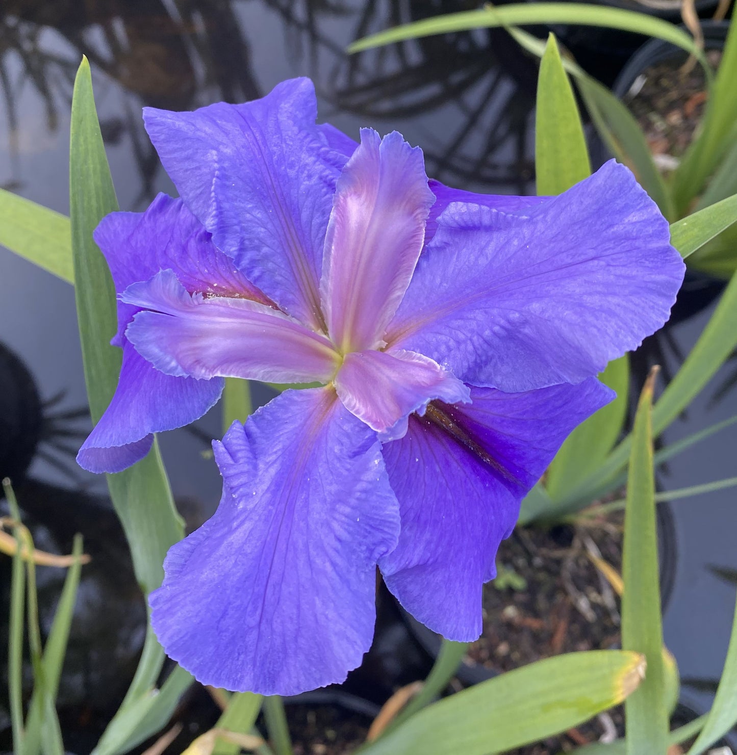 Louisiana Iris Acadian Sky