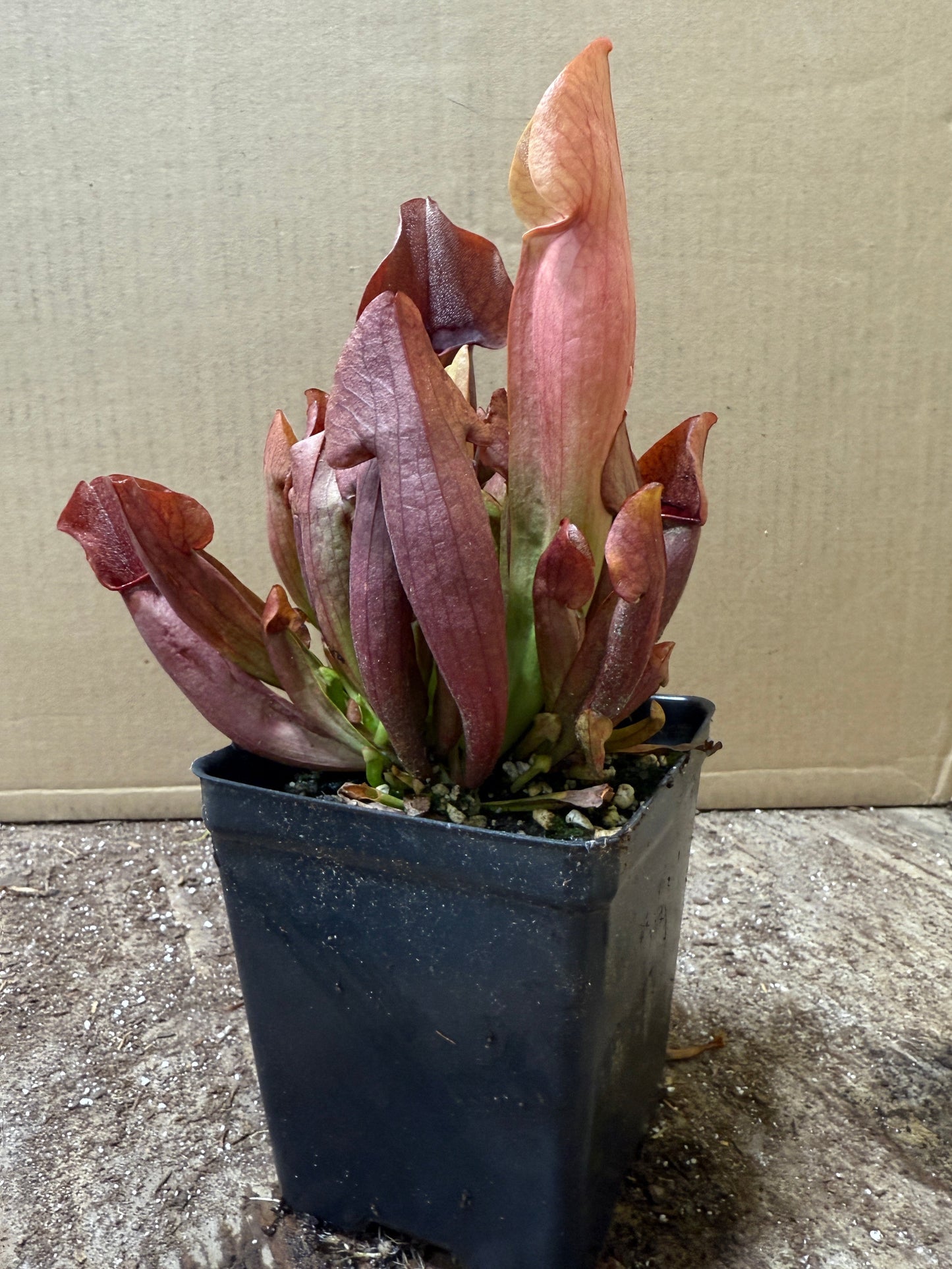 Sarracenia 'Maroon' (potted)