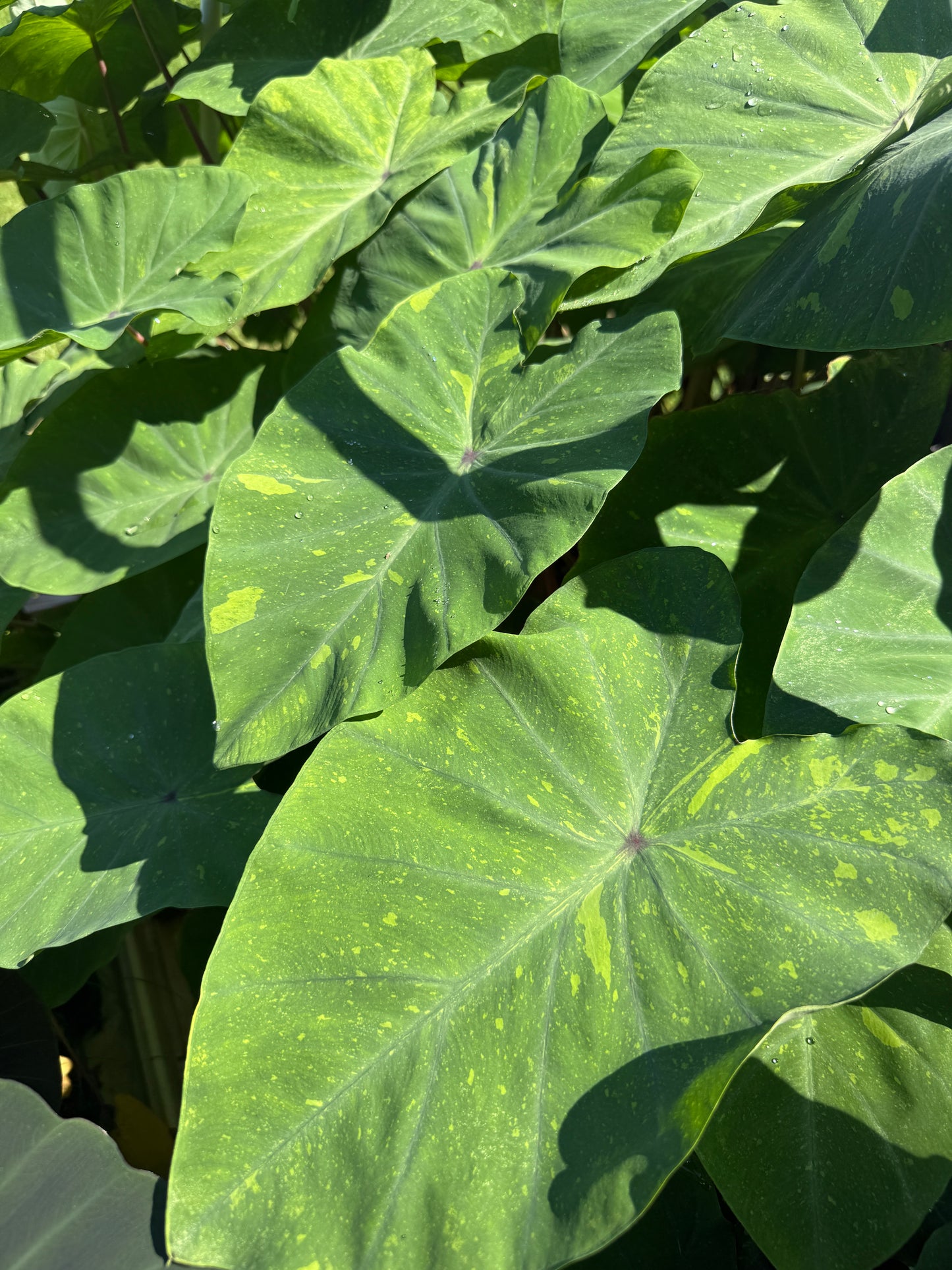 Colocasia 'Lemon-Lime Gecko' (potted)