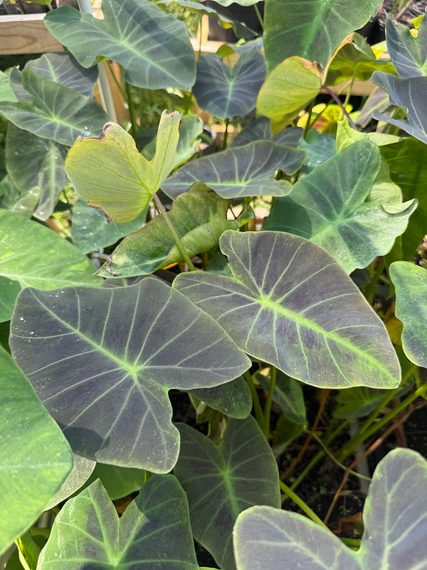 Colocasia 'Coal Miner' (potted)
