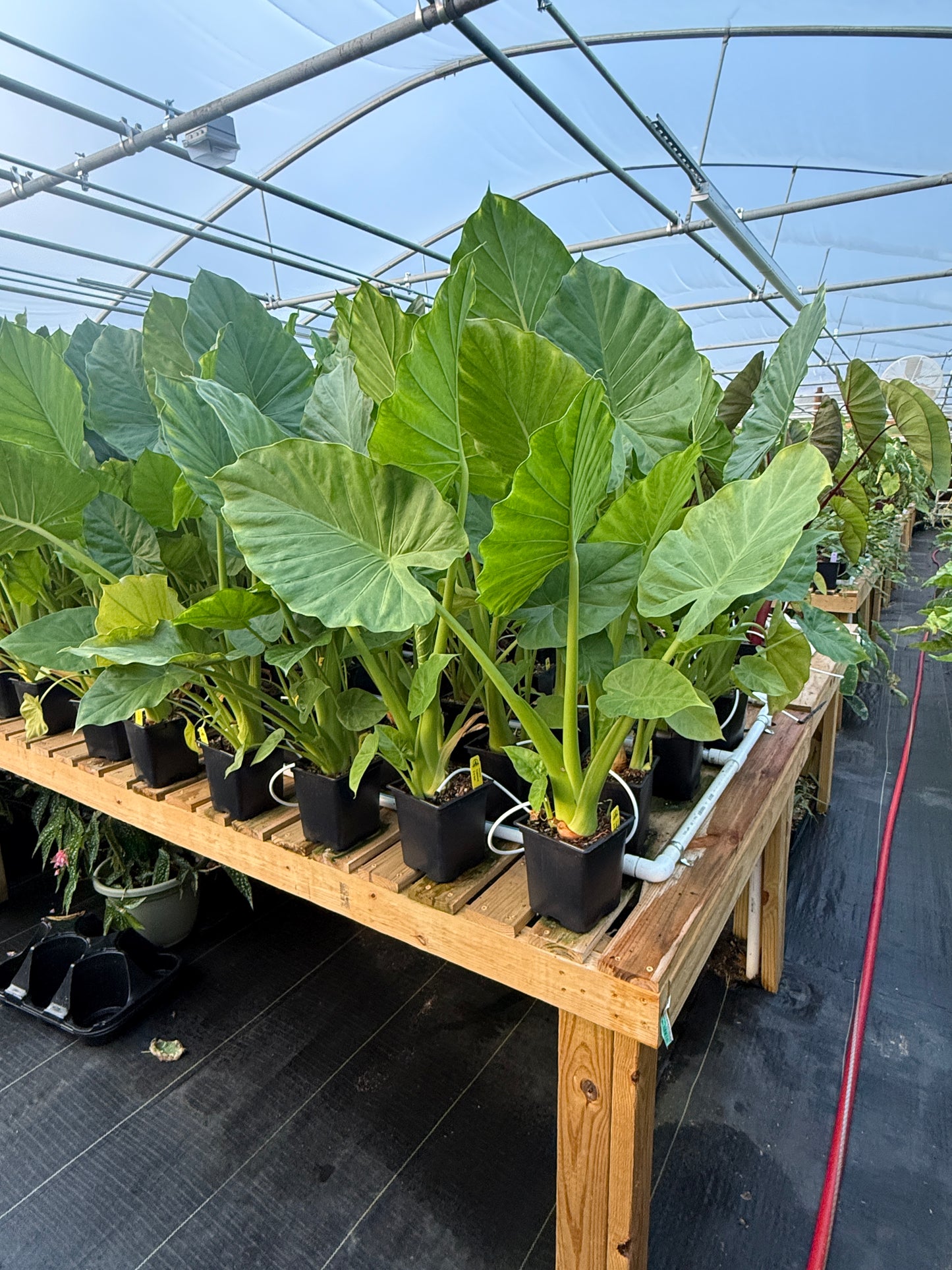 Alocasia 'Calidora'