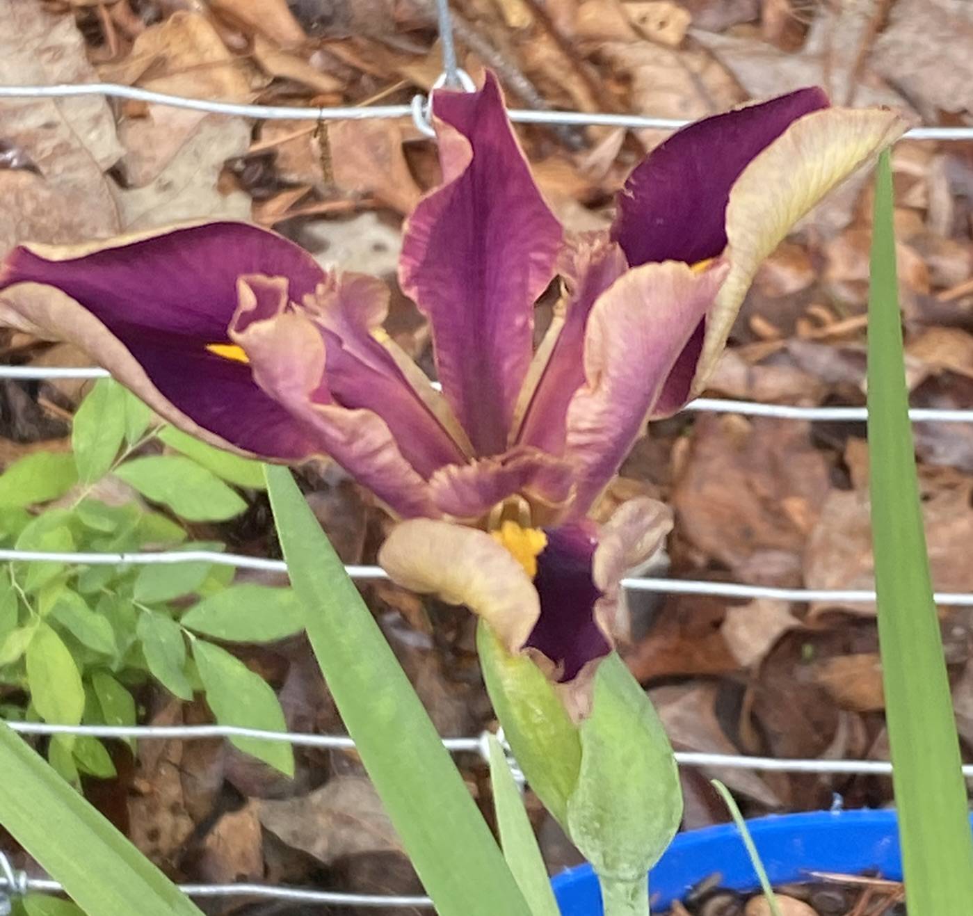 Louisiana Iris Aline Arceneaux