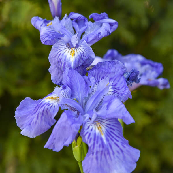 Iris ampliflora 'Ming Treasure'