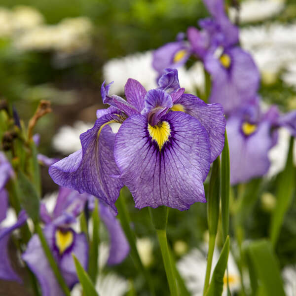 Iris Pseudata Shiryukyo (Purple Dragon's Valley)