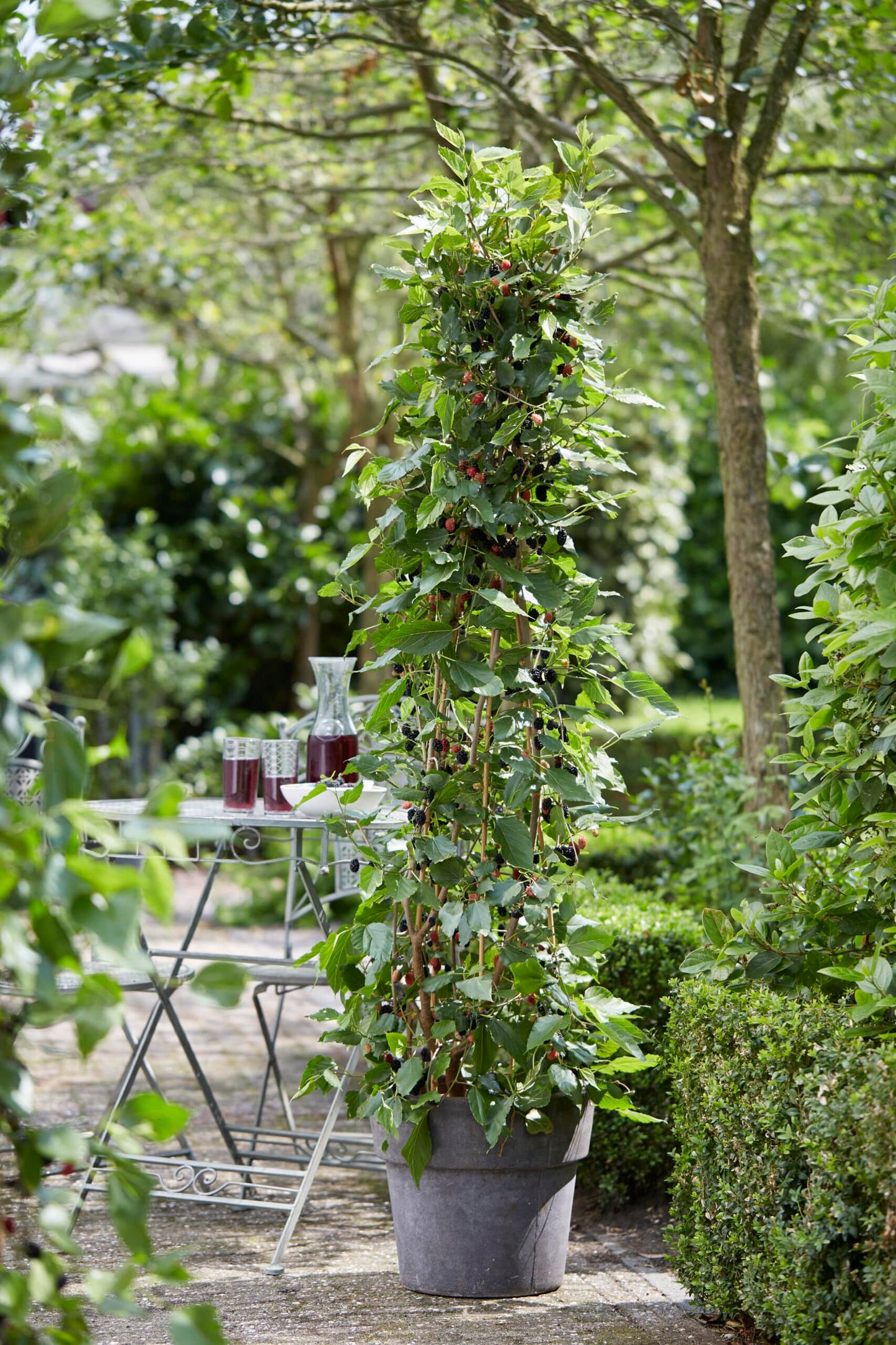 Mulberry ‘Mojo Berry’ – Compact Mulberry for Patio and Garden (potted)
