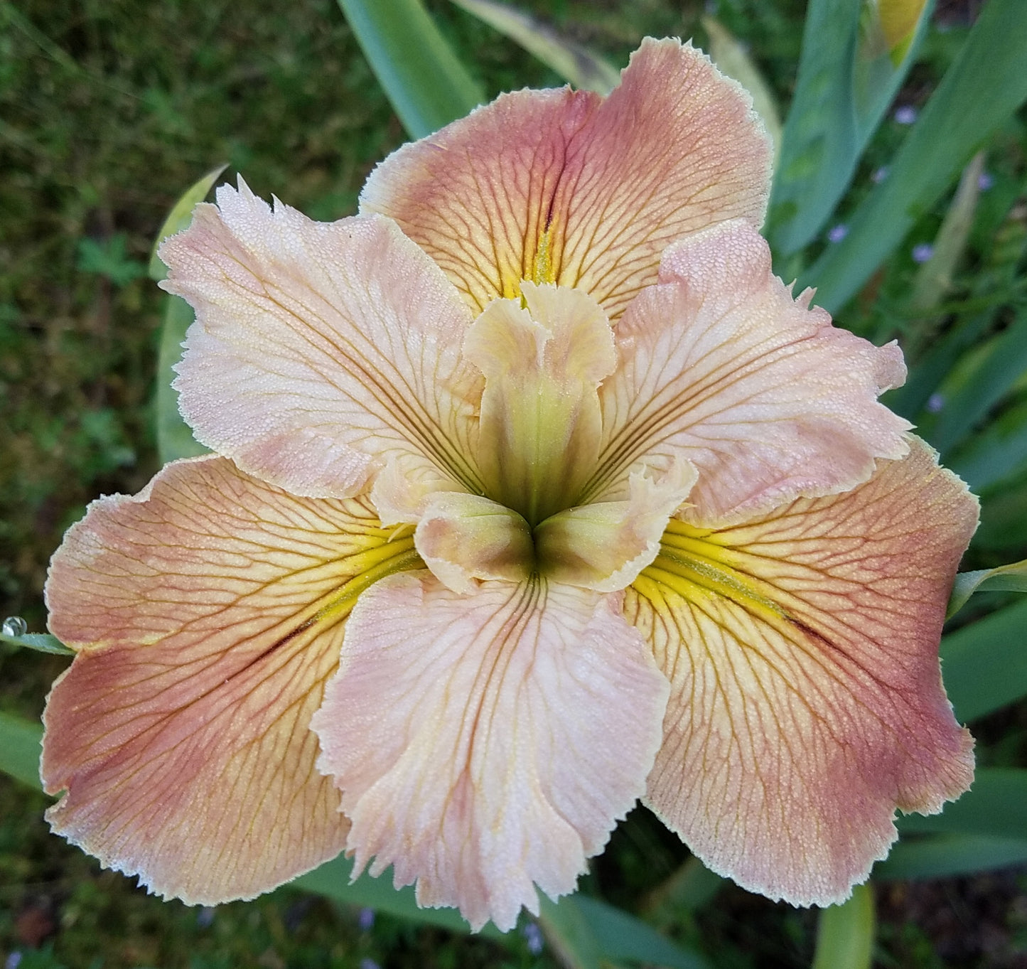Louisiana Iris Vivacious Veins