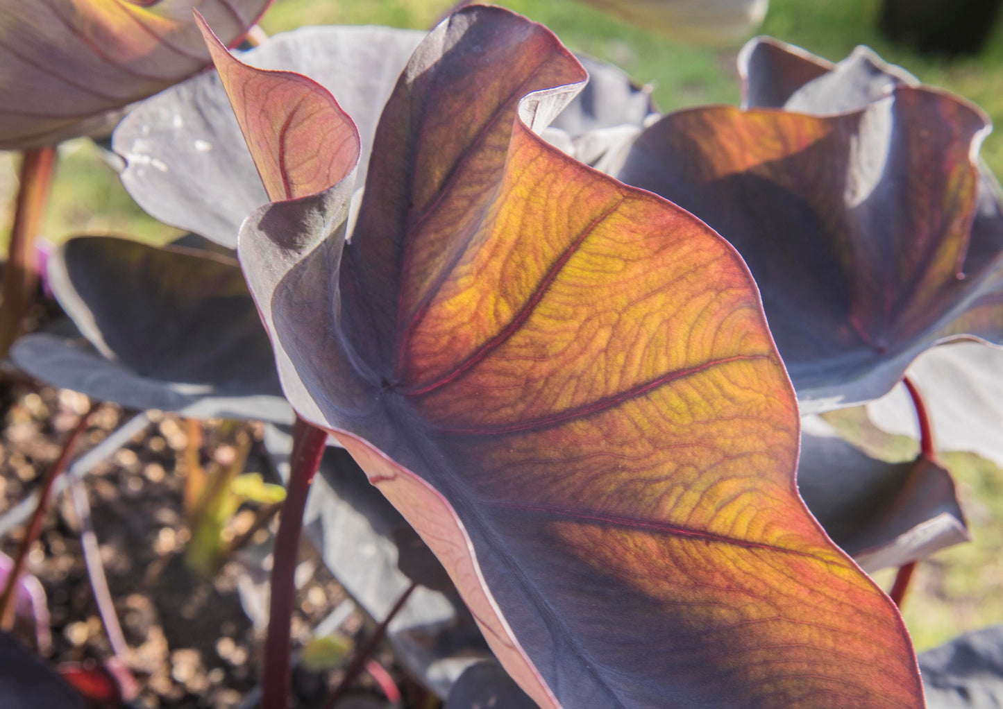 Colocasia 'Black Magic' (potted)