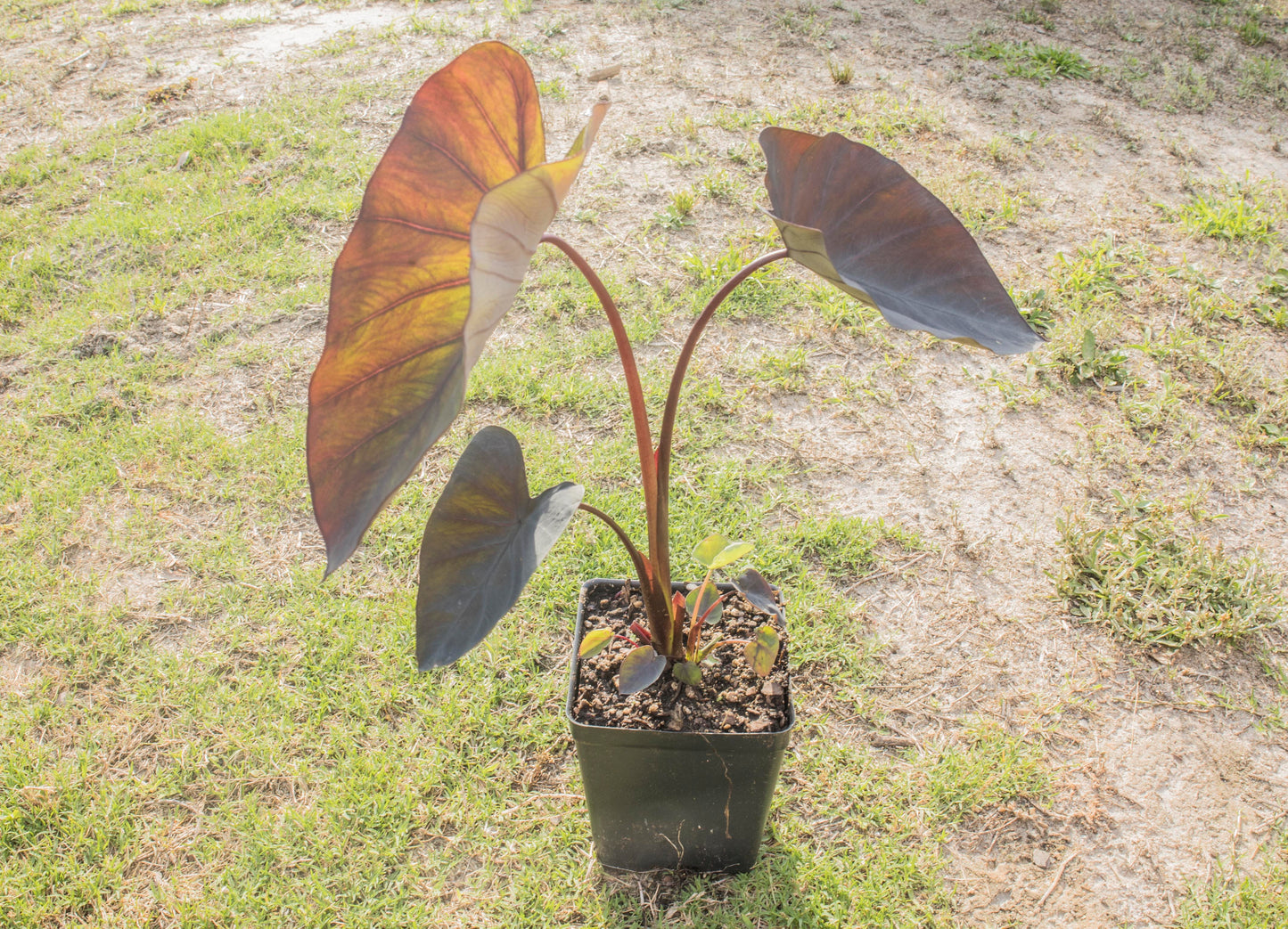 Colocasia 'Black Magic' (potted)