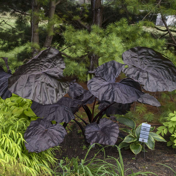 elephant ears plant black Colocasia 'Black Swan' (Potted) – Three Shovels Farm