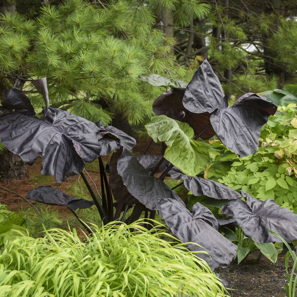 Colocasia 'Black Swan' (Potted)