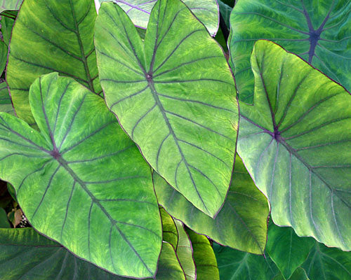Colocasia 'Blue Hawaii' (potted)
