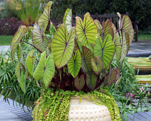 Colocasia 'Blue Hawaii' (potted)